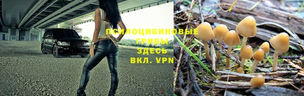 стаф Верея